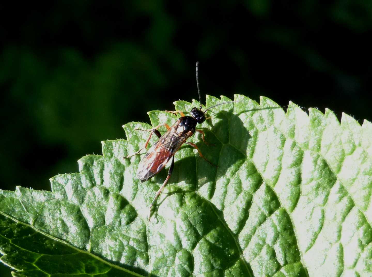 Tenthredinidae: forse Tenthredopsis sp.